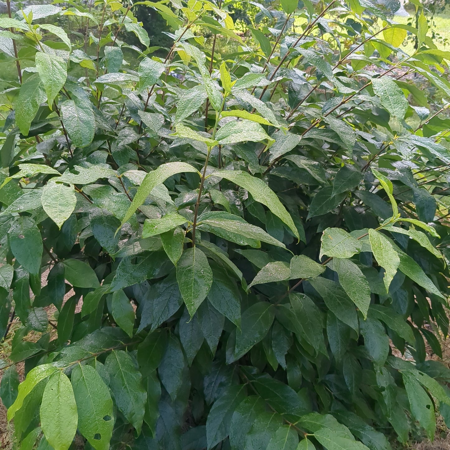 Carolina Allspice