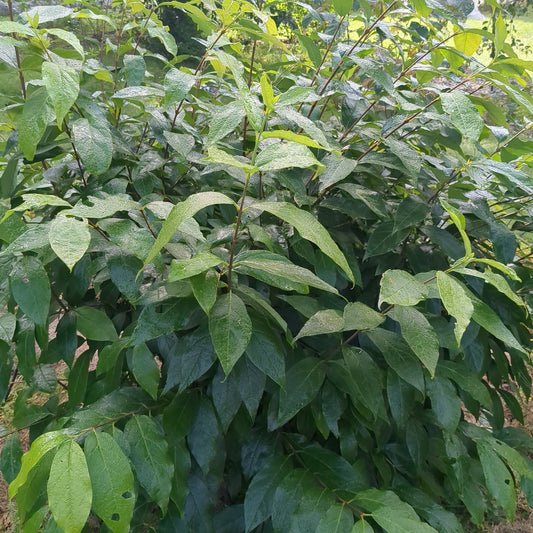 Carolina Allspice