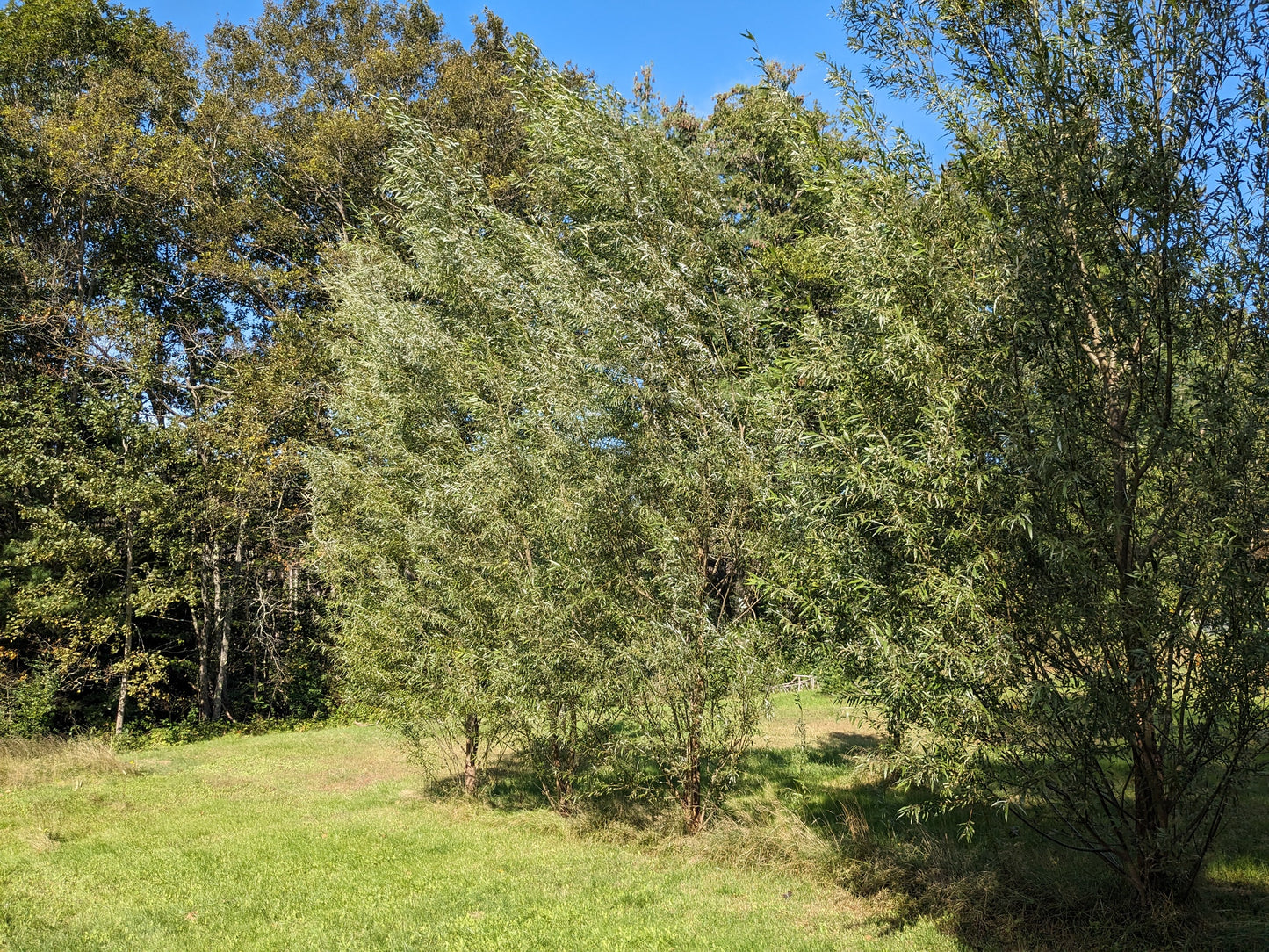 Hybrid Basket Willow