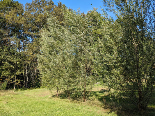 Hybrid Basket Willow