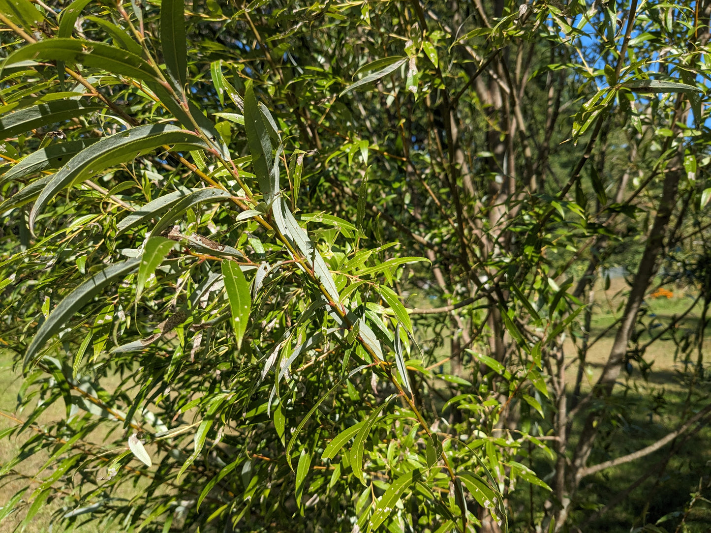 Hybrid Basket Willow