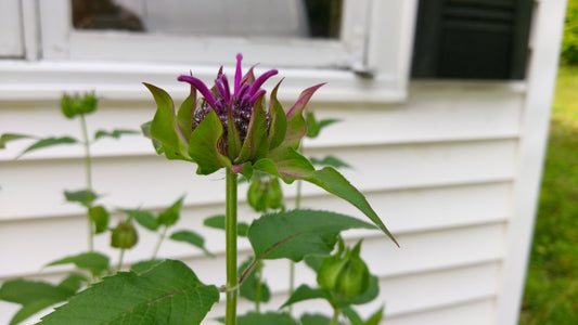 Monarda fistulosa, wild bee balm, is a beautiful plant with purple flowers that attract butterflies and hummingbirds