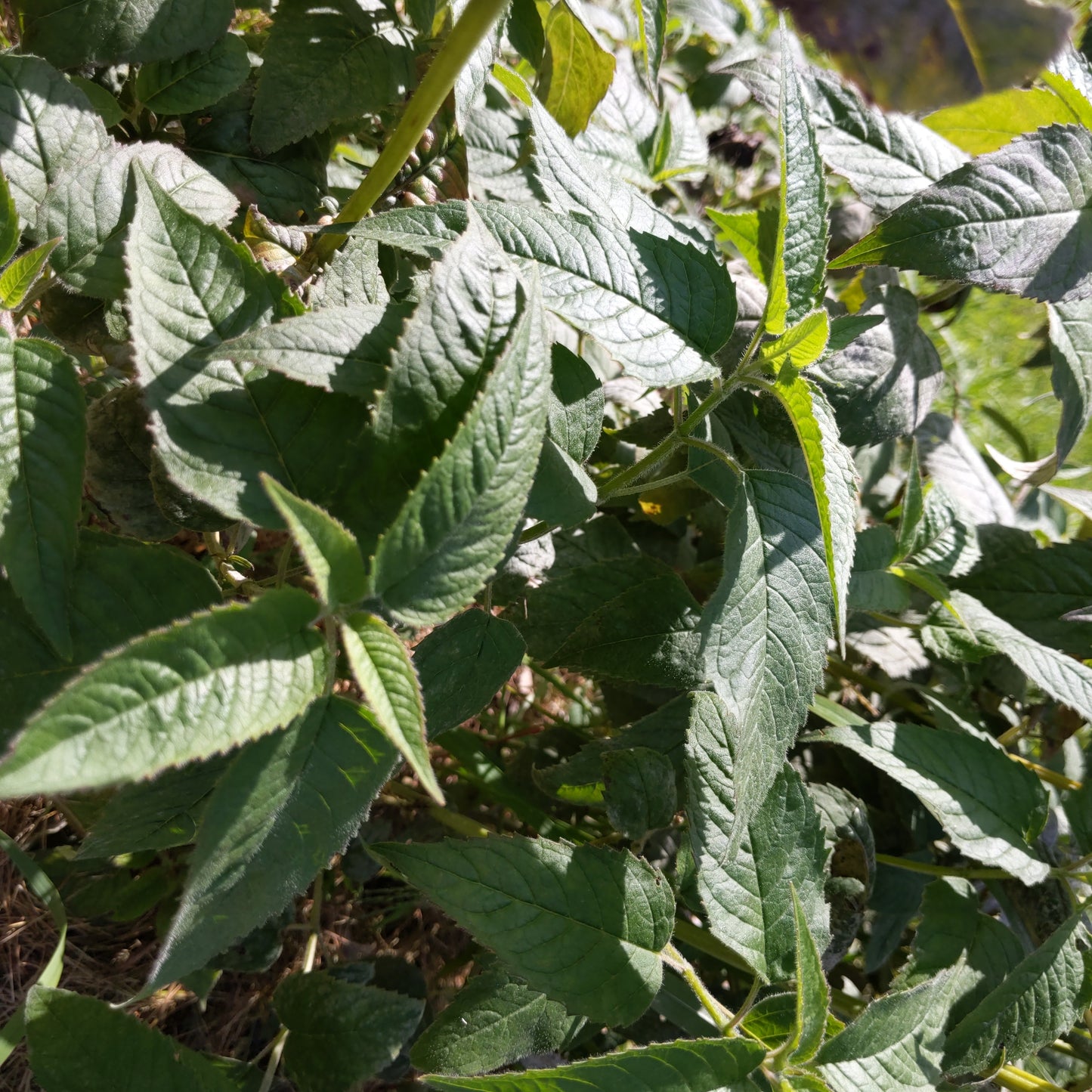 Monarda fistulosa, wild bee balm, has deep green foliage that can be used as a replacement for oregano in recipes