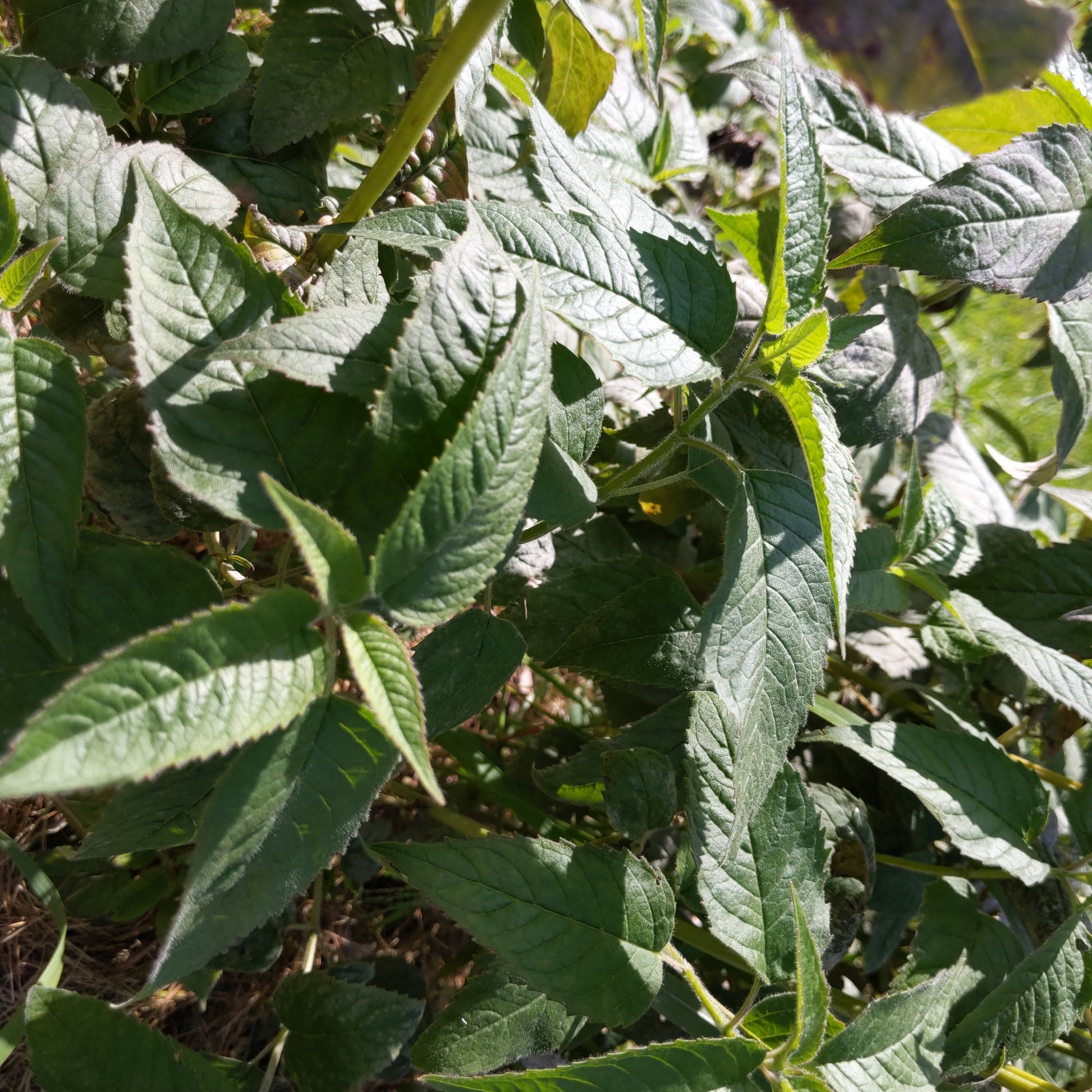 Monarda fistulosa, wild bee balm, has deep green foliage that can be used as a replacement for oregano in recipes