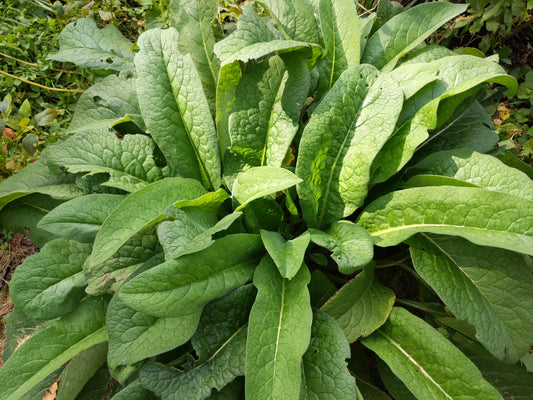 Russian Comfrey - Bocking 14