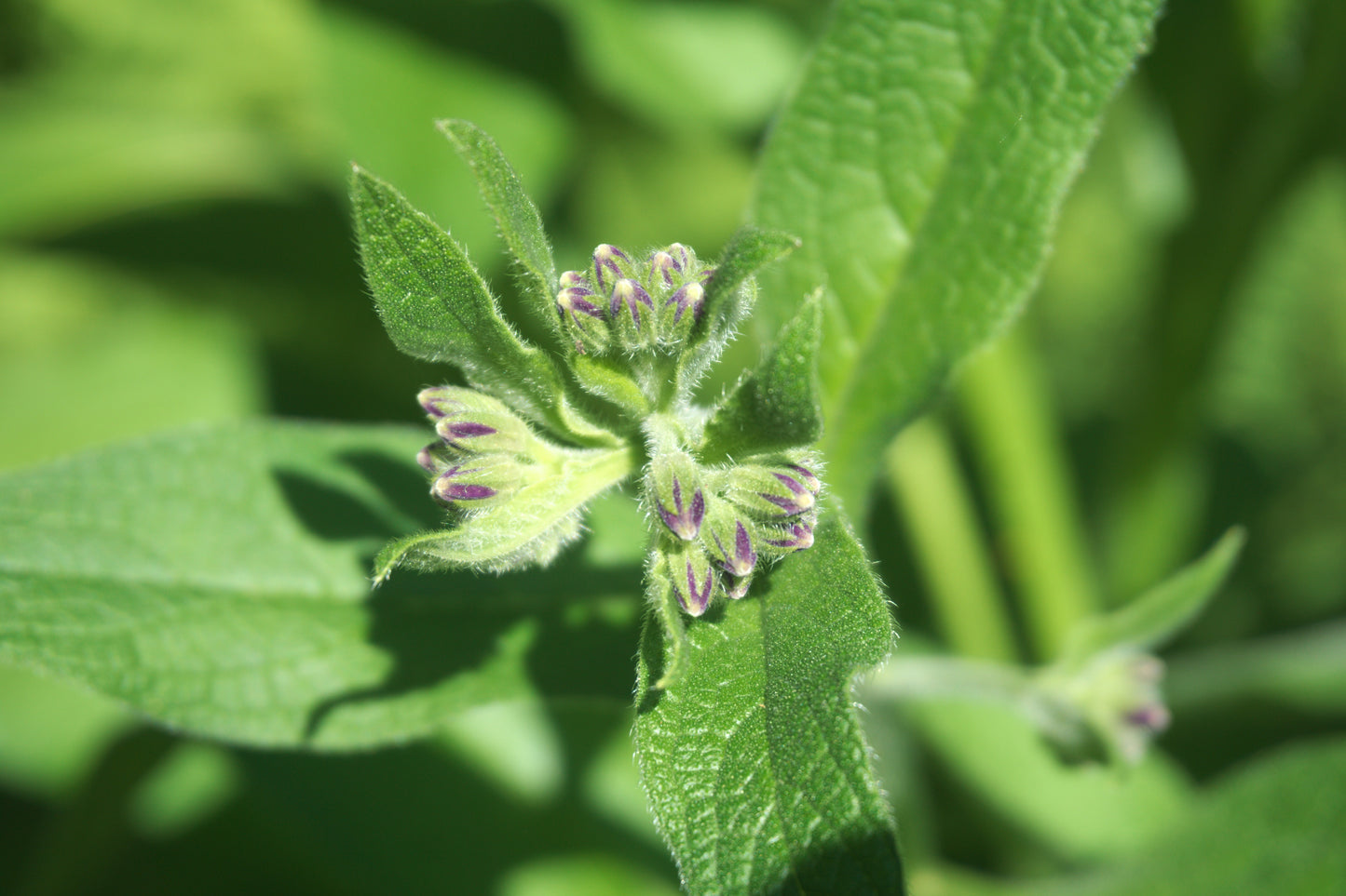 Russian Comfrey - Bocking 14