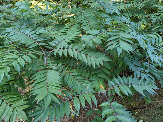Staghorn Sumac