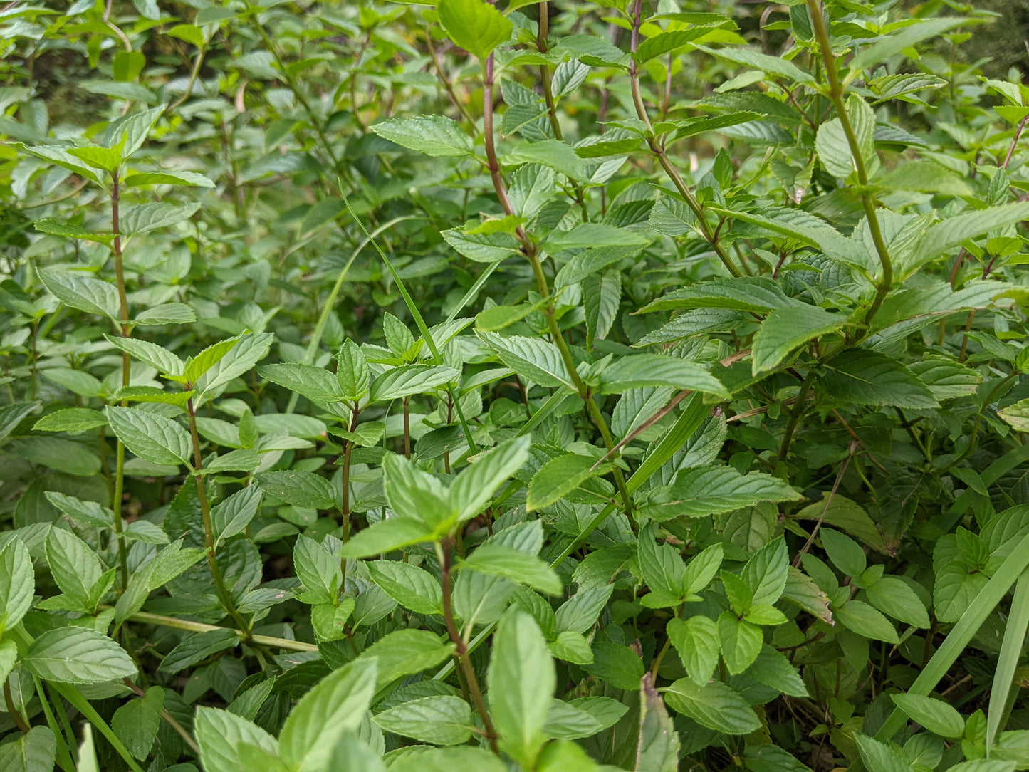 Chocolate mint, Mentha x Piperita, has a bright minty flavor with chocolate notes. It makes a delicious tea that's good for your digestive system